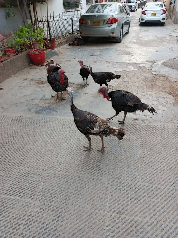 Turkey 2 pairs & 1 extra male age 1 yrs for sale 6