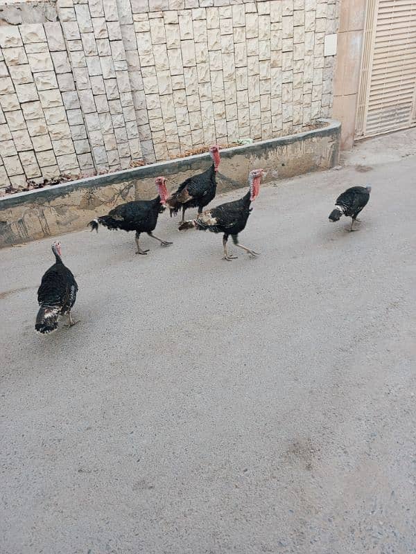 Turkey 2 pairs & 1 extra male age 1 yrs for sale 9