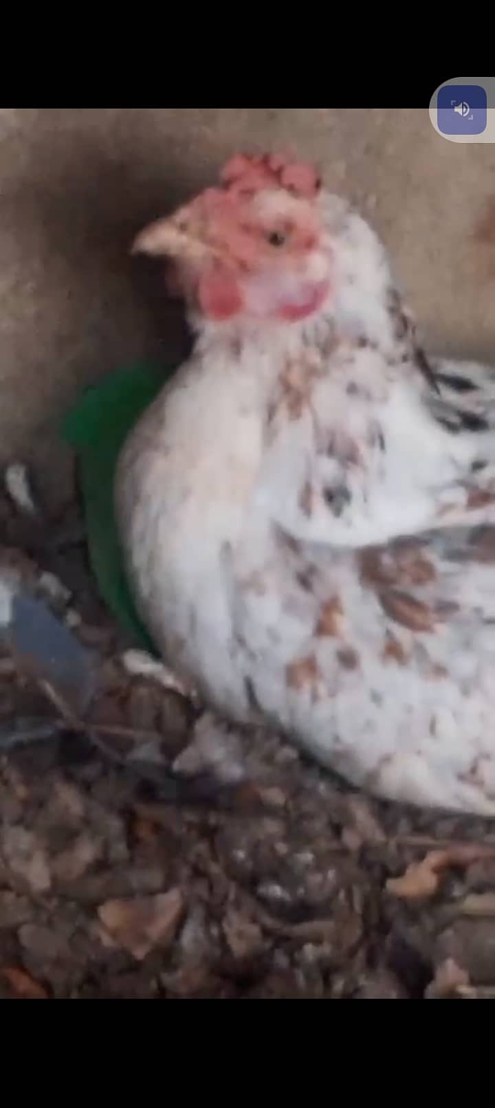 Sell hens. . 0