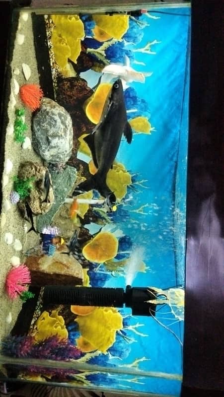 Aquarium and blue line sharks up for sale 1