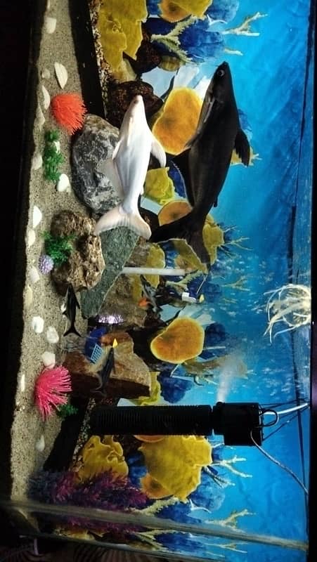 Aquarium and blue line sharks up for sale 2