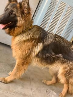 Germane shepherd dog