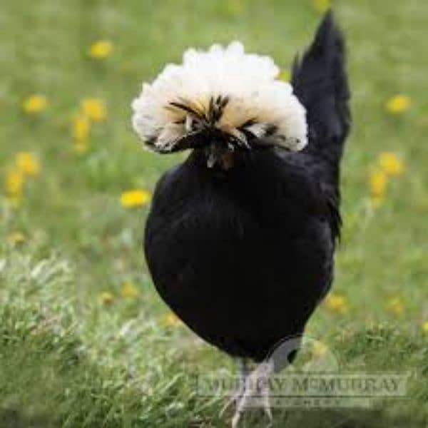 polish nd sebright hen egg for sale 1