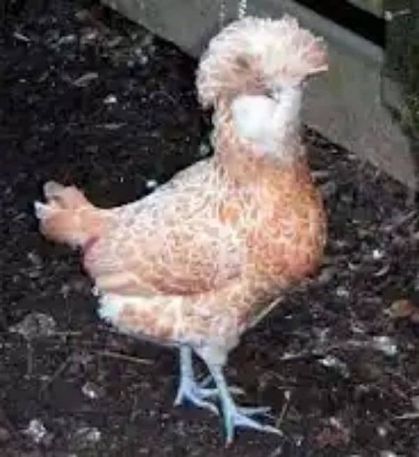 polish nd sebright hen egg for sale 2