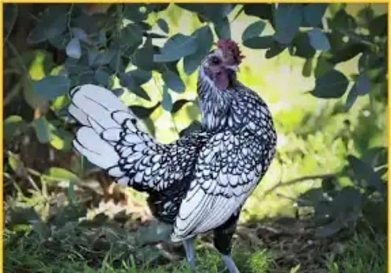 polish nd sebright hen egg for sale 4