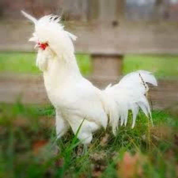 polish nd sebright hen egg for sale 5