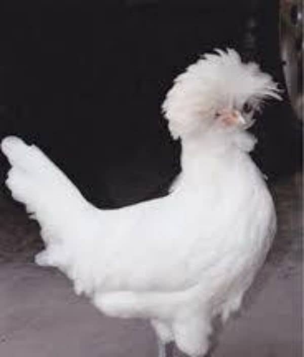 polish nd sebright hen egg for sale 6