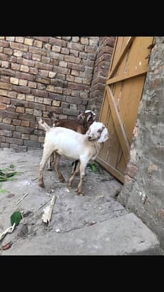 goat’s /baby’s for sale
