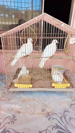 4 khumra Doves with Cage