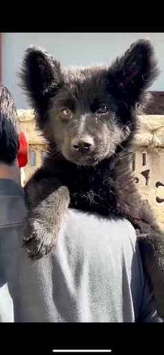 German Shepherd Pedigreed Puppies