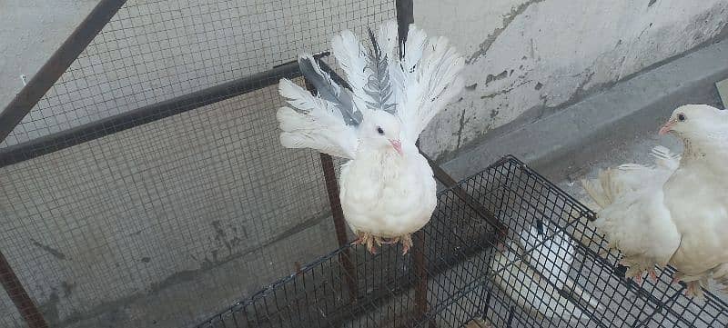 Amrican Luky Pieogns for sale 0
