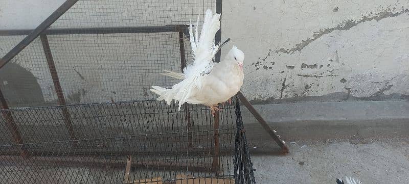 Amrican Luky Pieogns for sale 1