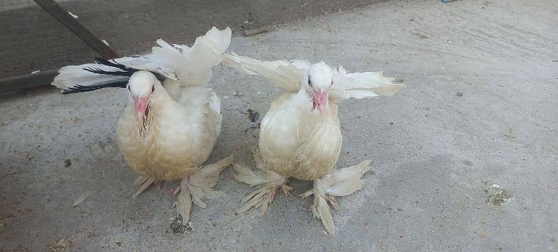 Amrican Luky Pieogns for sale 2