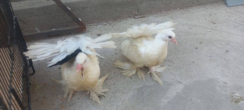 Amrican Luky Pieogns for sale 3