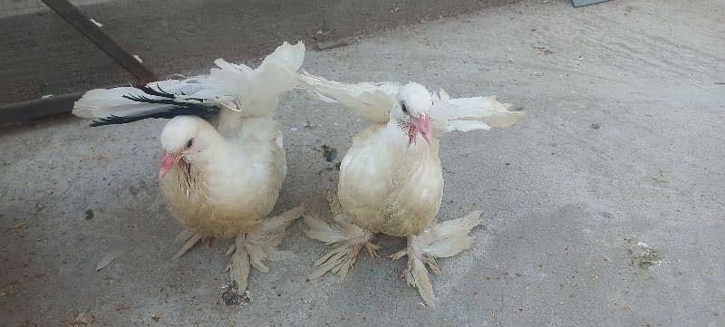Amrican Luky Pieogns for sale 5