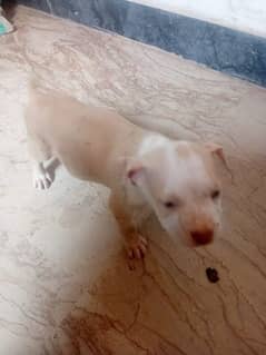American pitbull puppies for sale