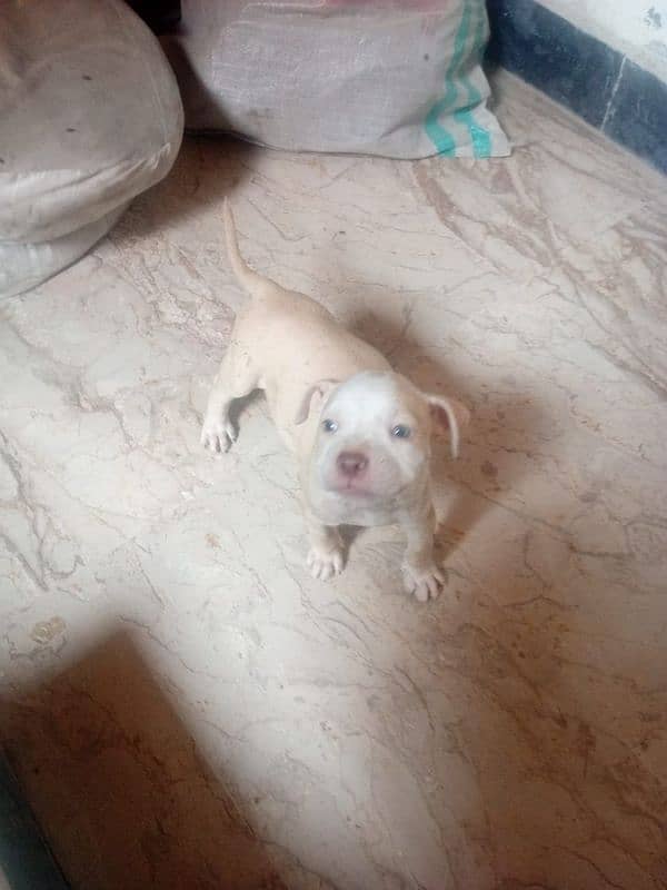 American pitbull puppies 6
