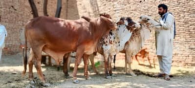ناظرین اپ کے لیے لے کر ائے ہیں تین بچھڑے قربانی کے لیے پیور دیسی نسل