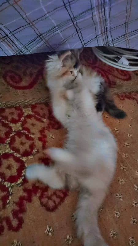 Persian cats 0