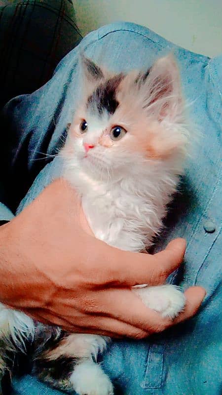 Persian cats 1