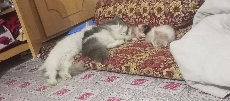 Persian cats 2