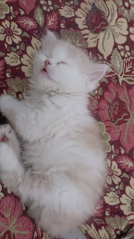 Persian cats 3