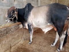Qurbani 2025
