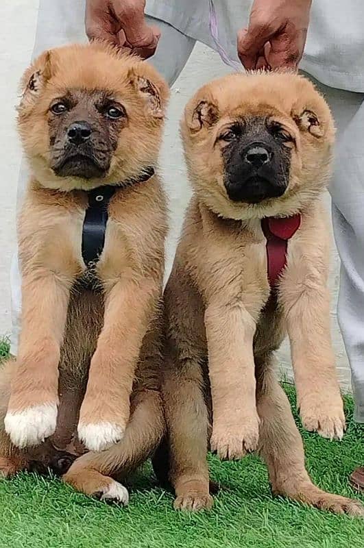 paver king kurkish kengal security Dog for sale available 0