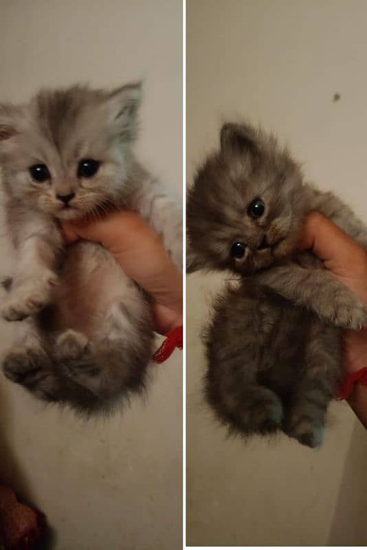 pair kittens 0