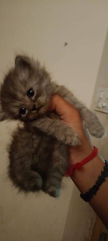 pair kittens 1