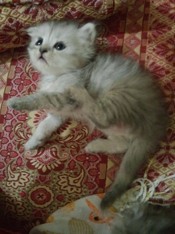 pair kittens 2