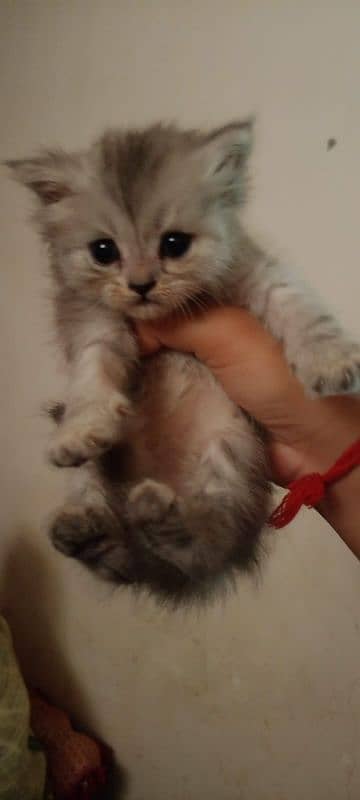 pair kittens 3