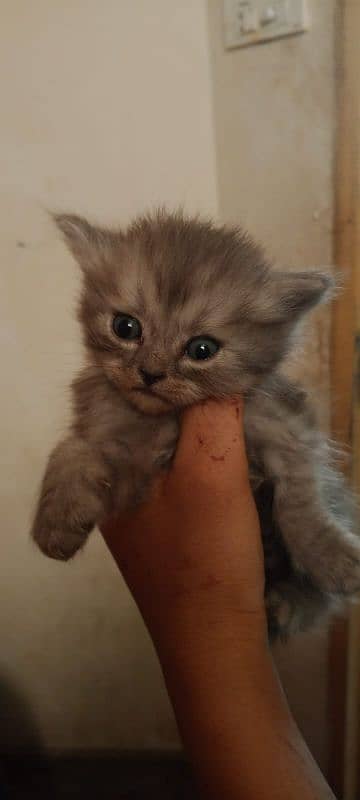 pair kittens 4