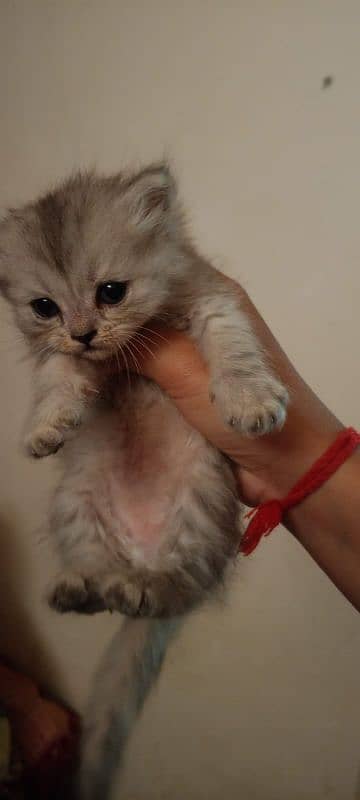 pair kittens 5