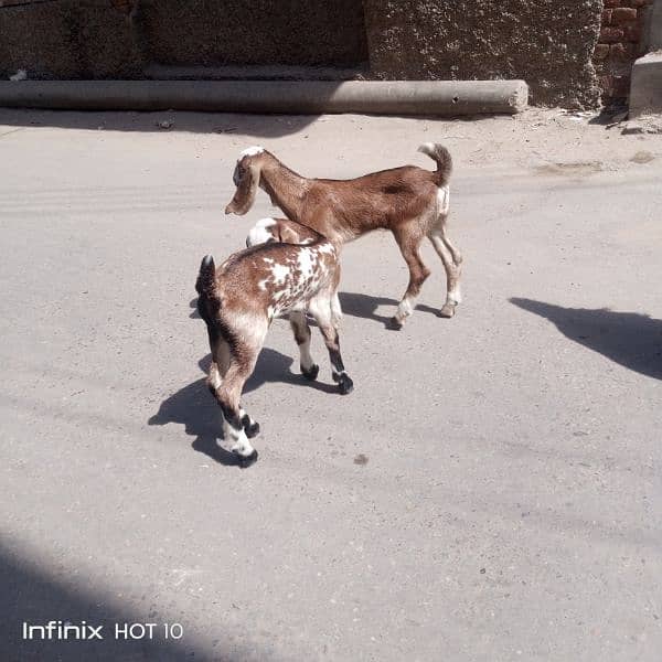 2 dant dogli bakri / Sath 2 nar bachy male 1