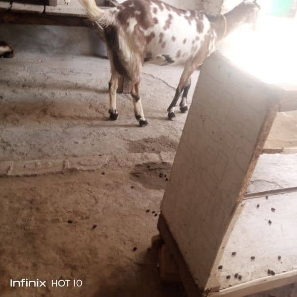 2 dant dogli bakri / Sath 2 nar bachy male 2