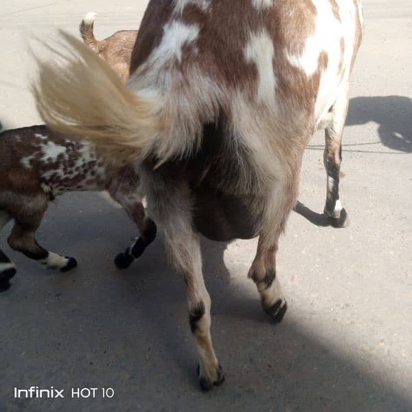2 dant dogli bakri / Sath 2 nar bachy male 3