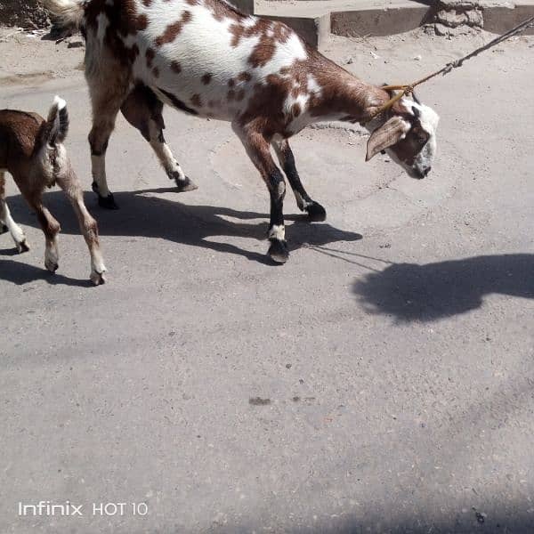 2 dant dogli bakri / Sath 2 nar bachy male 4