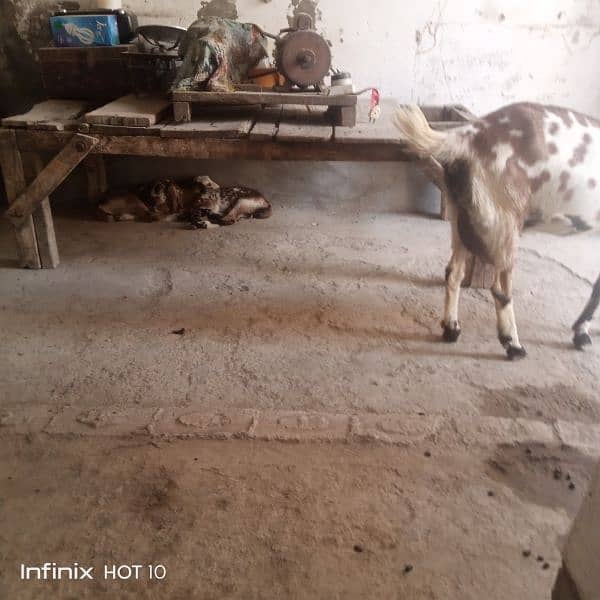 2 dant dogli bakri / Sath 2 nar bachy male 5