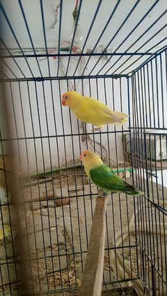 creamino to Parblue opline split ino Breeder pair with cage