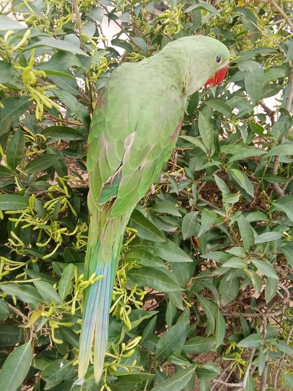 raw parrot age 3 month 0