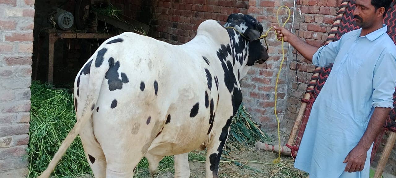 Sahiwal Cow | Jersey | Friesian | Qurbani Bull | cow  for sale 1