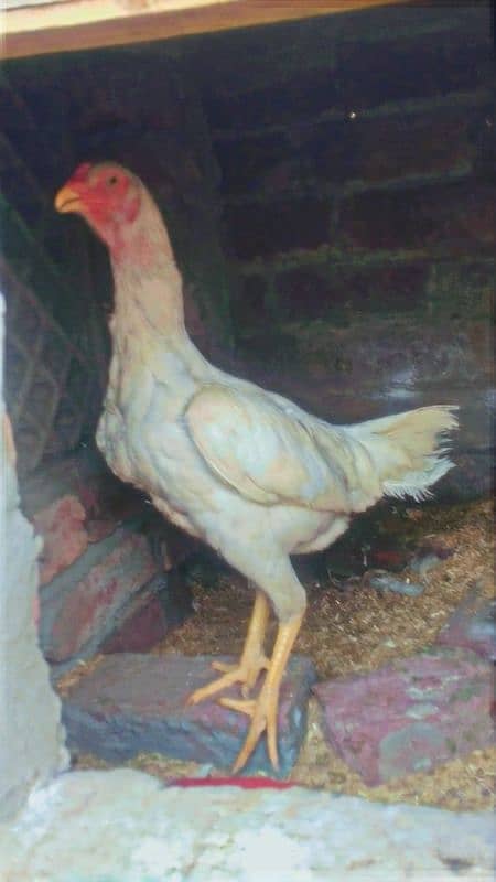 paper white egg laying female shamo 1