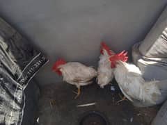 3 murge hen final rate