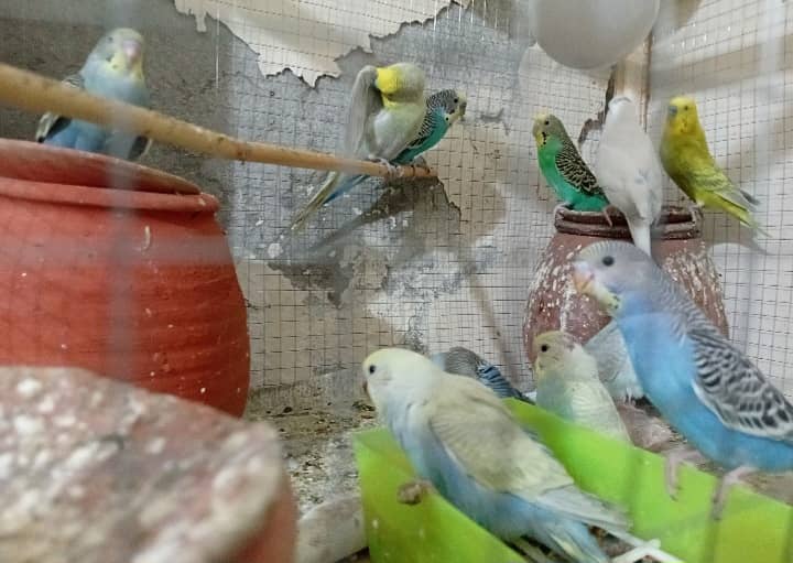 Urgent Sale – 11 Parrots with Cage (3 Pairs, 5 Kids, Egg-Laying Female 0