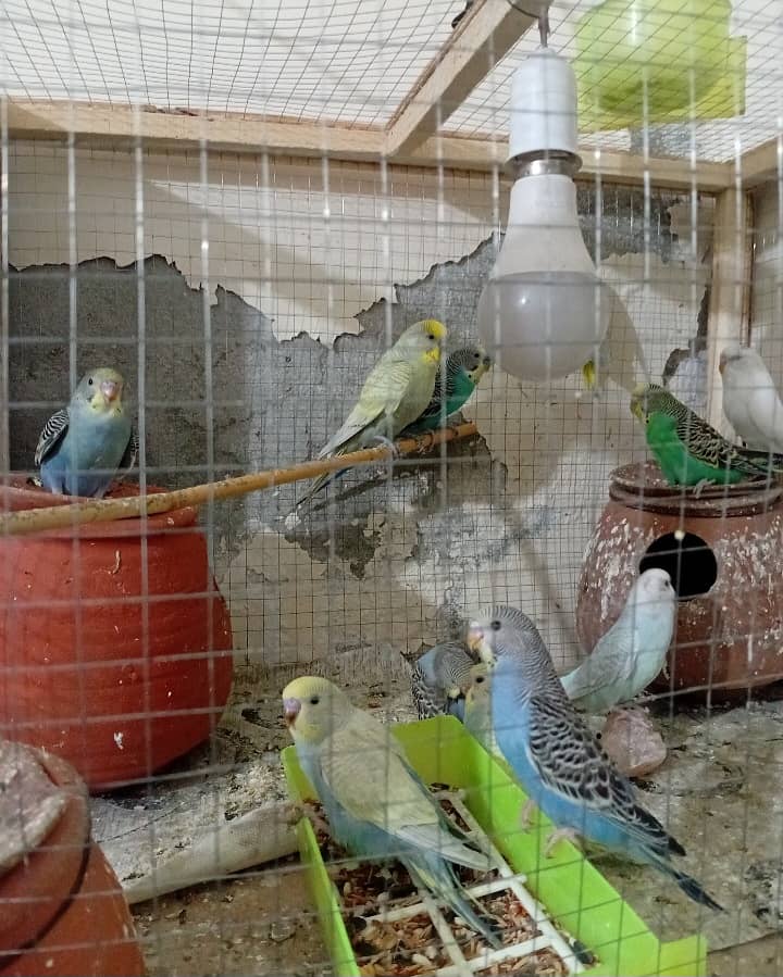 Urgent Sale – 11 Parrots with Cage (3 Pairs, 5 Kids, Egg-Laying Female 1