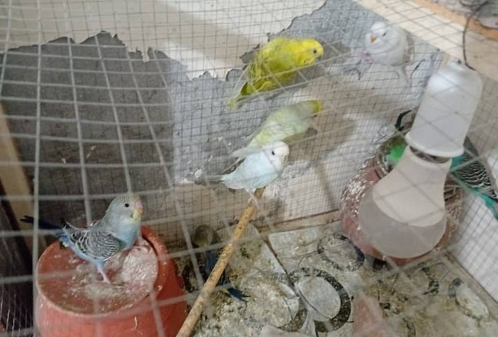 Urgent Sale – 11 Parrots with Cage (3 Pairs, 5 Kids, Egg-Laying Female 2