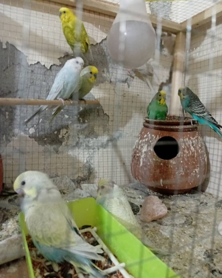 Urgent Sale – 11 Parrots with Cage (3 Pairs, 5 Kids, Egg-Laying Female 3