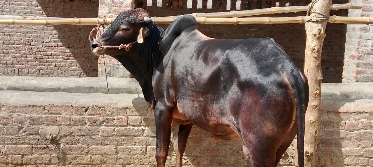 Sahiwal Cow | Jersey | Friesian | Qurbani Bull | cow for sale 0