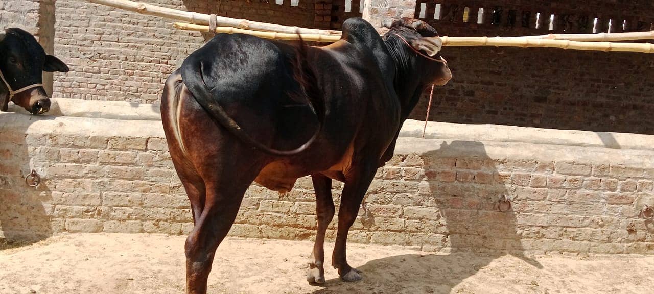 Sahiwal Cow | Jersey | Friesian | Qurbani Bull | cow for sale 1